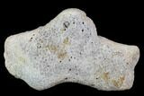 Agatized Fossil Coral Geode - Florida #97904-2